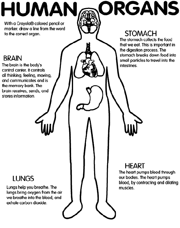 Human Organs Coloring Page