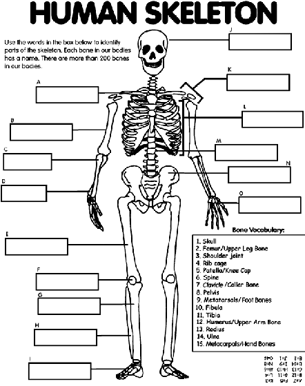 Free Printable Human Anatomy Coloring Pages Human Skeleton Coloring Page crayolacom