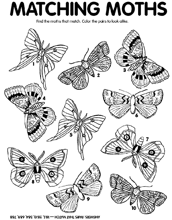 Moth Color Moth Match Coloring Page crayolacom