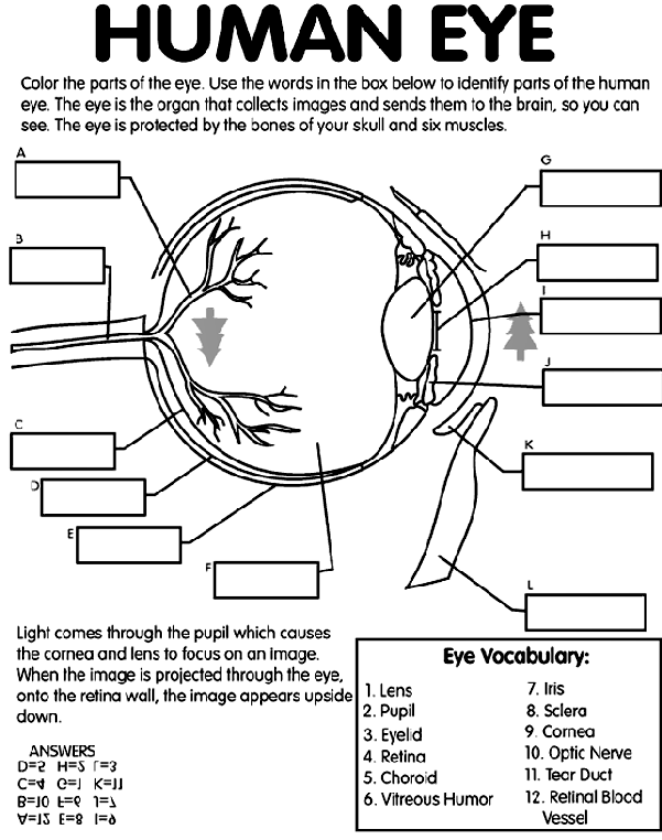 Eye Coloring Worksheet Human Eye Coloring Page crayolacom
