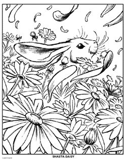 SET OF 3 Coloring Pages - The Neighborgoods