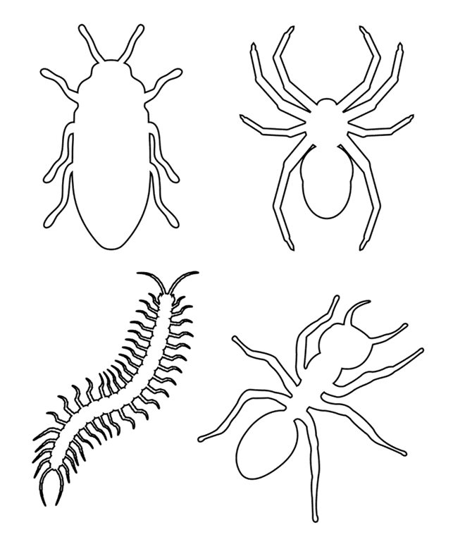 parts of an insect coloring page