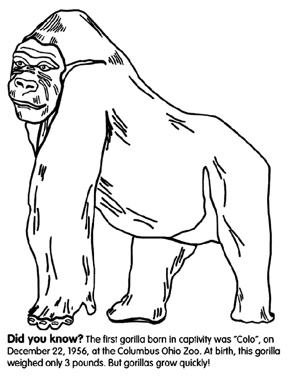 460 Crayola Zoo Coloring Pages Download Free Images 460 Crayola Zoo Coloring Pages Download Free Images