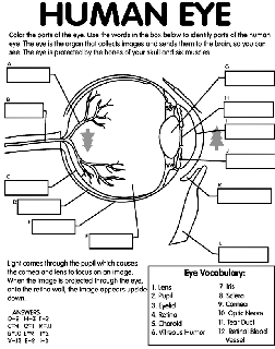 printable human cell coloring pages