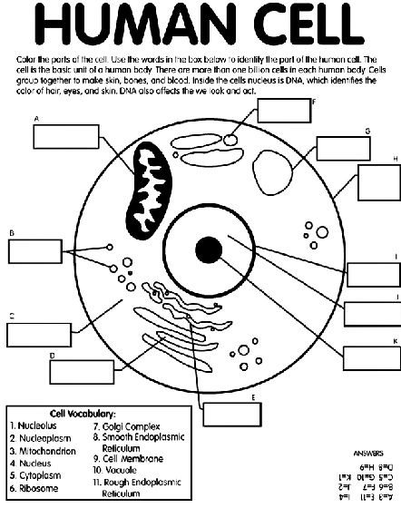 printable human cell coloring pages