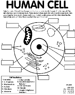 Human Cell coloring page