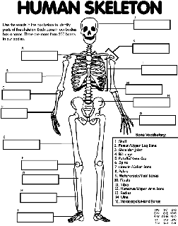 Human Body Free Coloring Pages Crayola Com