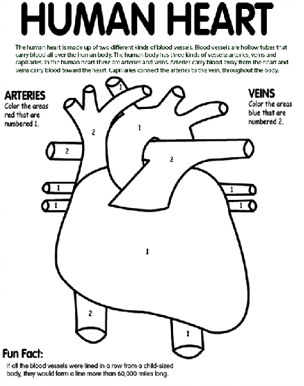 human heart coloring page  crayola