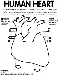 Human Body Free Coloring Pages Crayola Com You can find crayola free coloring pages on this coloring ideas special category and submitted on april 3rd 2014. human body free coloring pages