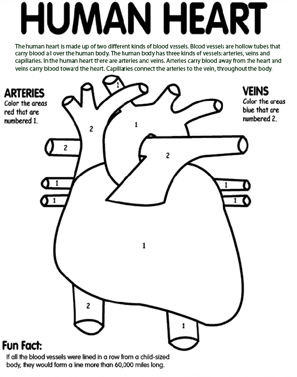 Human Heart Coloring Page