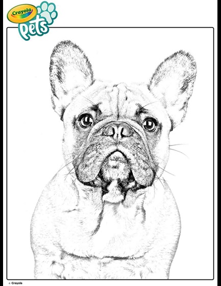 Download French Bulldog Pet Dog Coloring Page Crayola Com