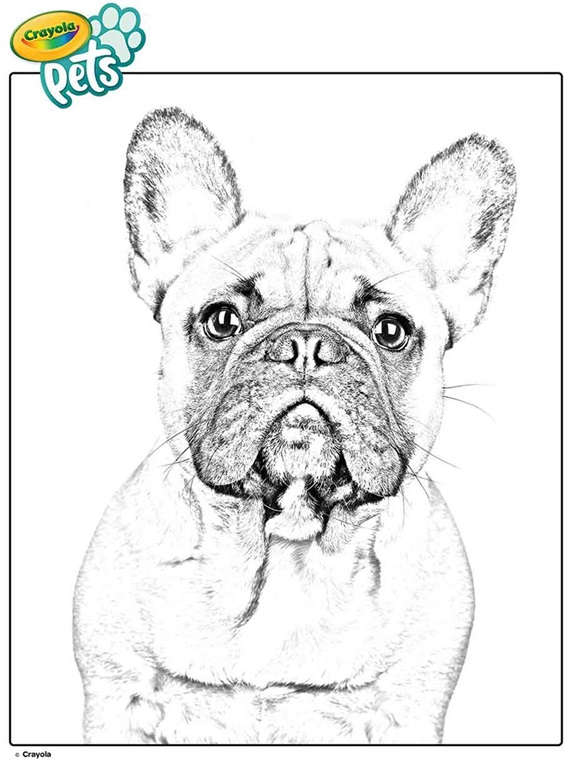 French Bulldog Puppy Coloring Page Puppy Coloring Pages Dog Coloring