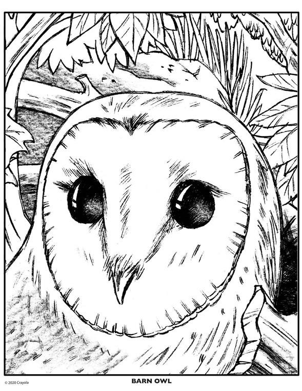 cute christmas owl coloring pages