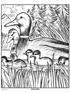 Animals Free Coloring Pages Crayola Com Download this free vector about not tested on animals realistic icons, and discover more than 11 million professional graphic resources on freepik. animals free coloring pages crayola com