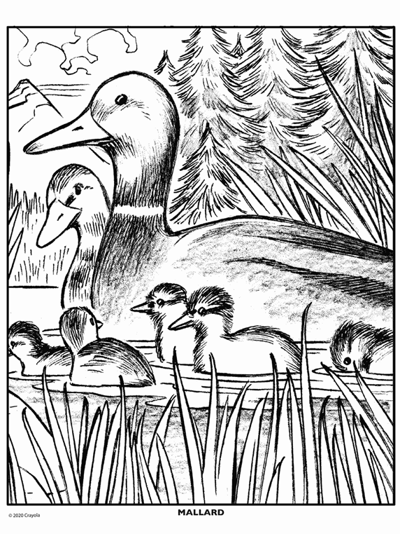 Duck Coloring Page