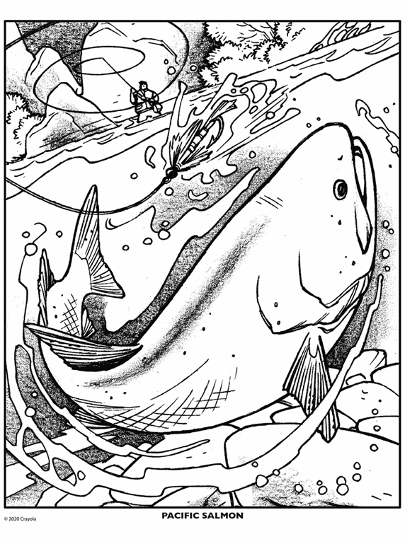 275 Cartoon Crayola Fish Coloring Pages with Printable