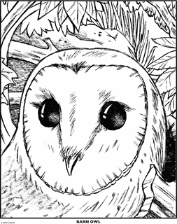 Barn Owl