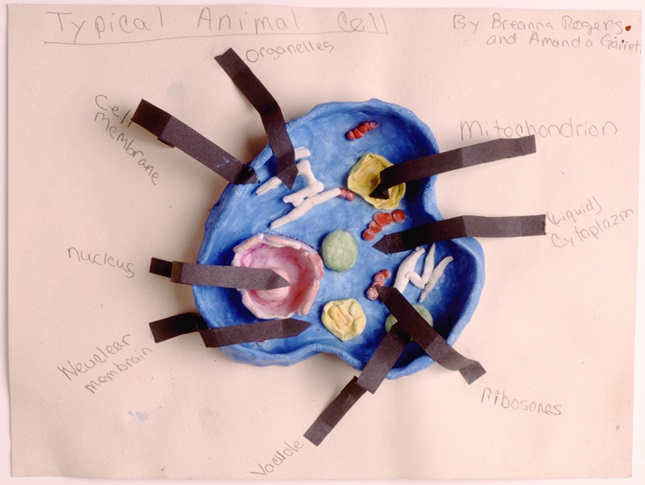 Giant-Size Cell Model Giant-Size Cell Model