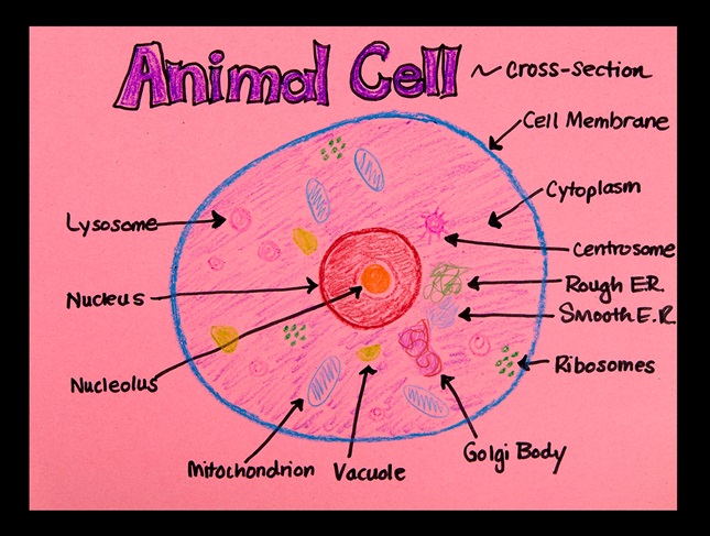 Animal Cell With Labels