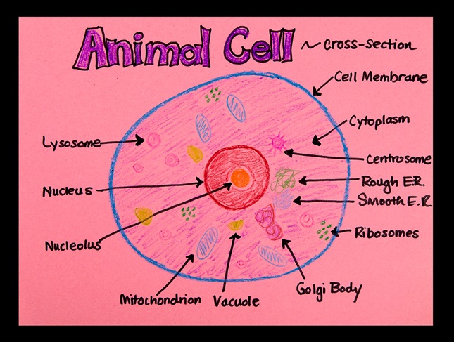 animal cell labeled project