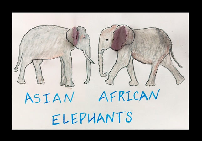 Elephant Ears—African or Asian? 