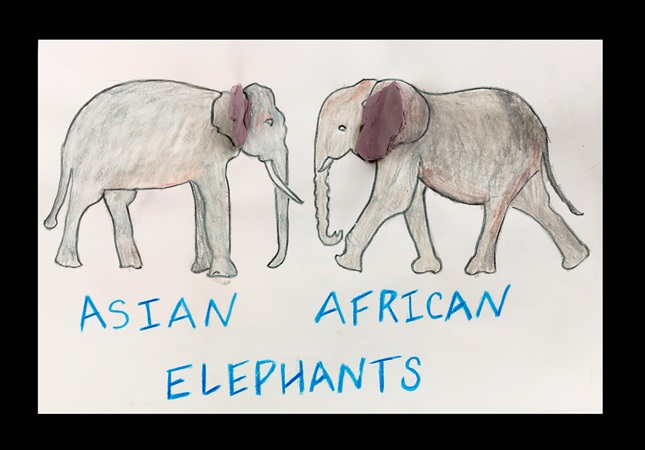 Elephant Ears—African or Asian? | crayola.com
