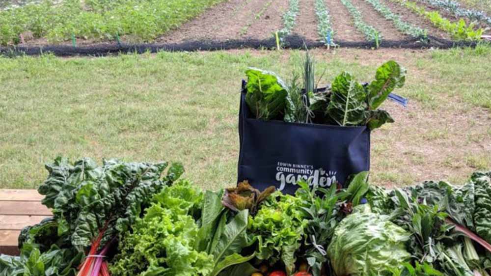 Veggies from the community garden.