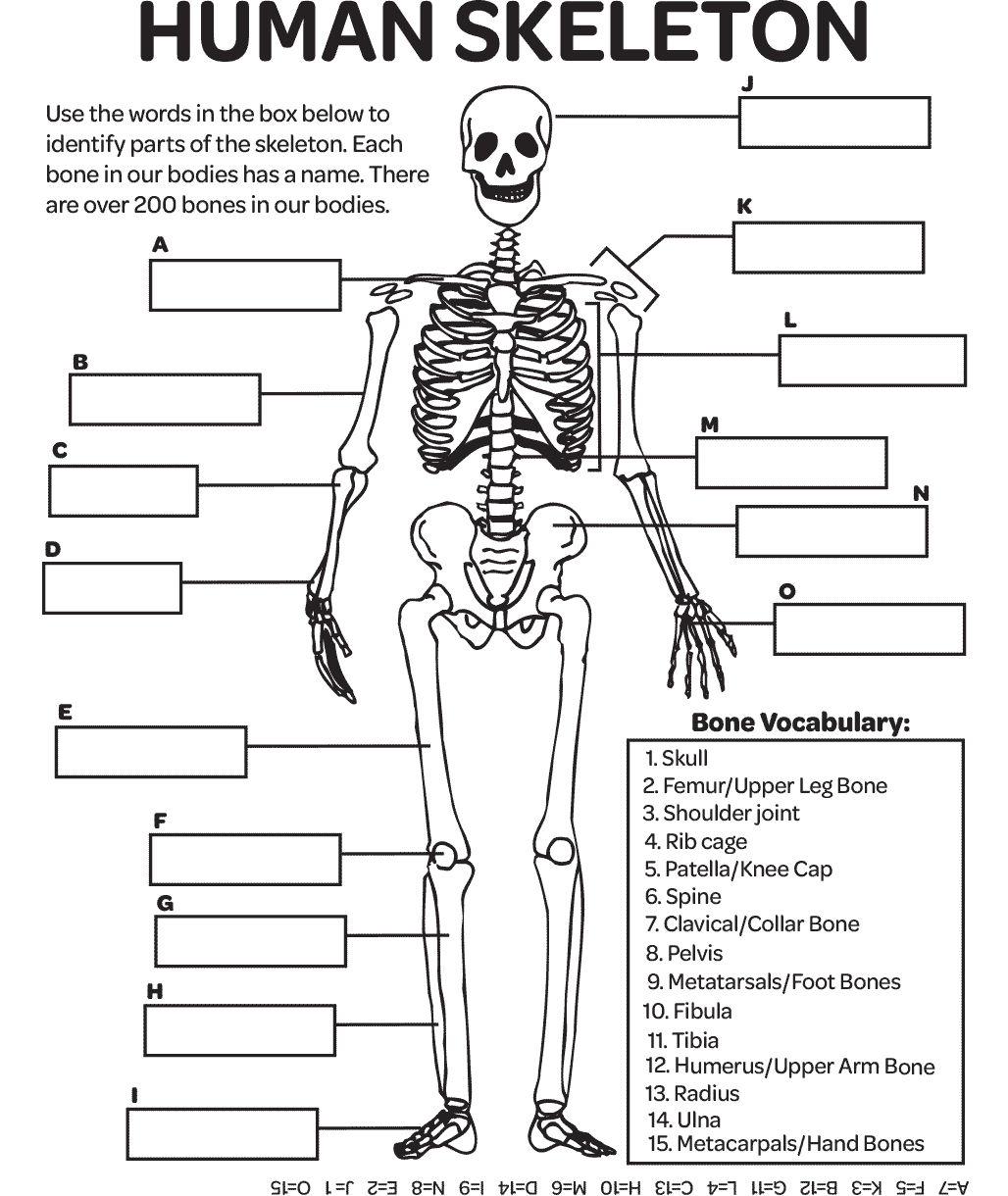 Human Skeleton