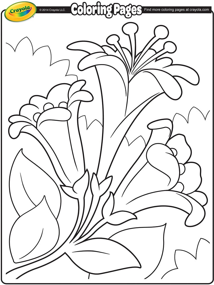 Lirios de Pascua II