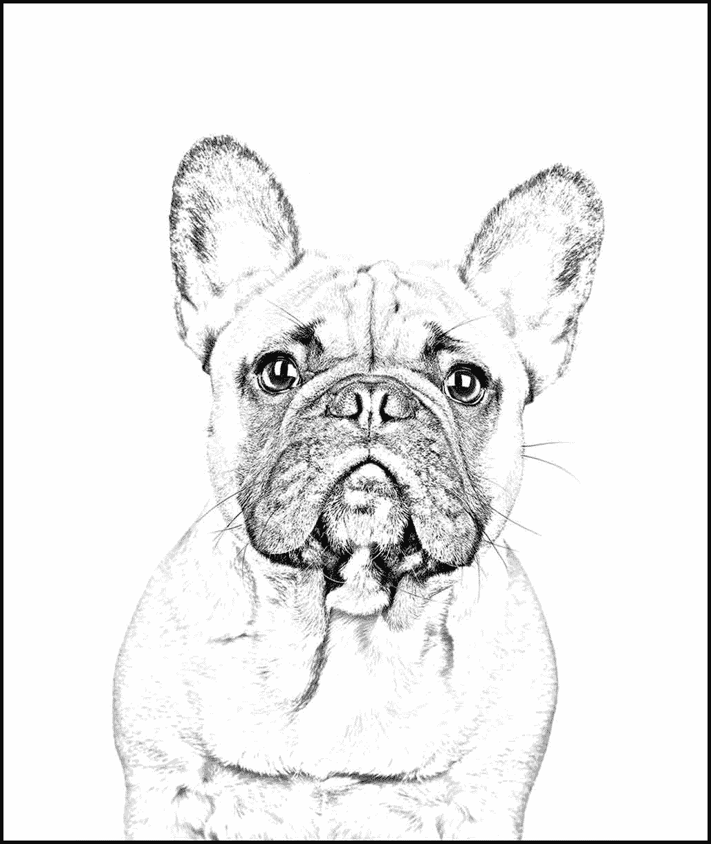 French Bulldog Pet Dog
