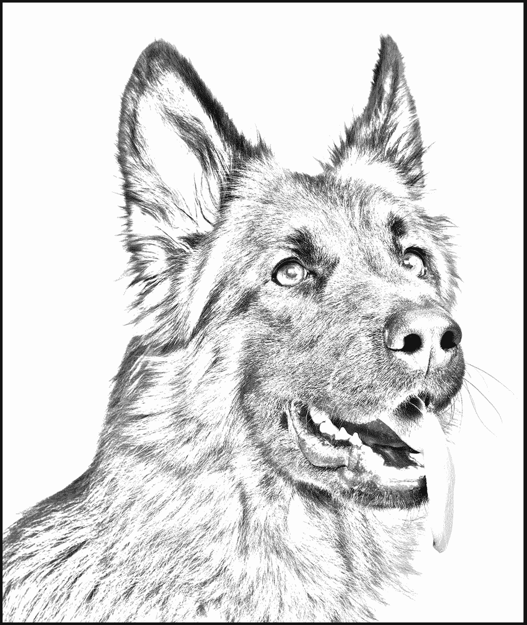 German Shepherd Pet Dog