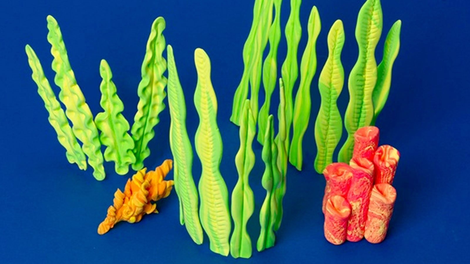 Coral Reef and Seaweed