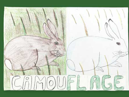 Seasonal Camouflage