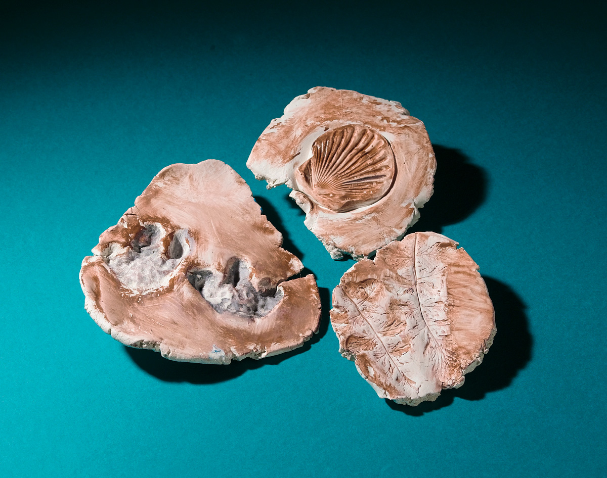 Fossil Finds