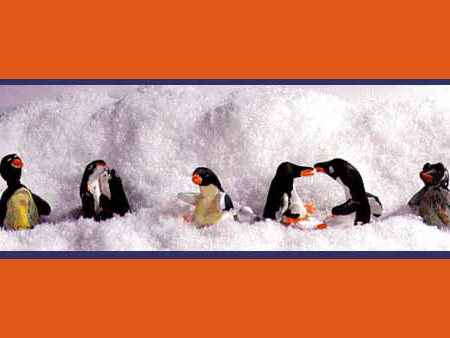 Penguin Species