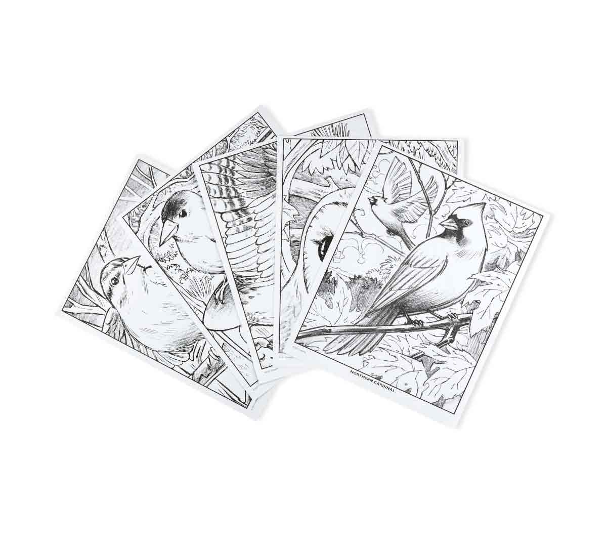 Bird Watching Coloring Book